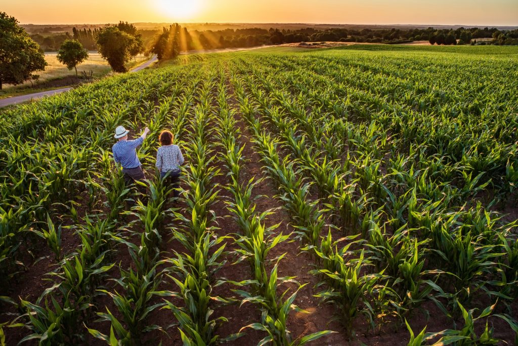 Saiba como fazer um planejamento estratégico eficiente para sua propriedade rural na pecuária. Conheça as etapas essenciais, dicas e estratégias para obter sucesso e evitar perdas.