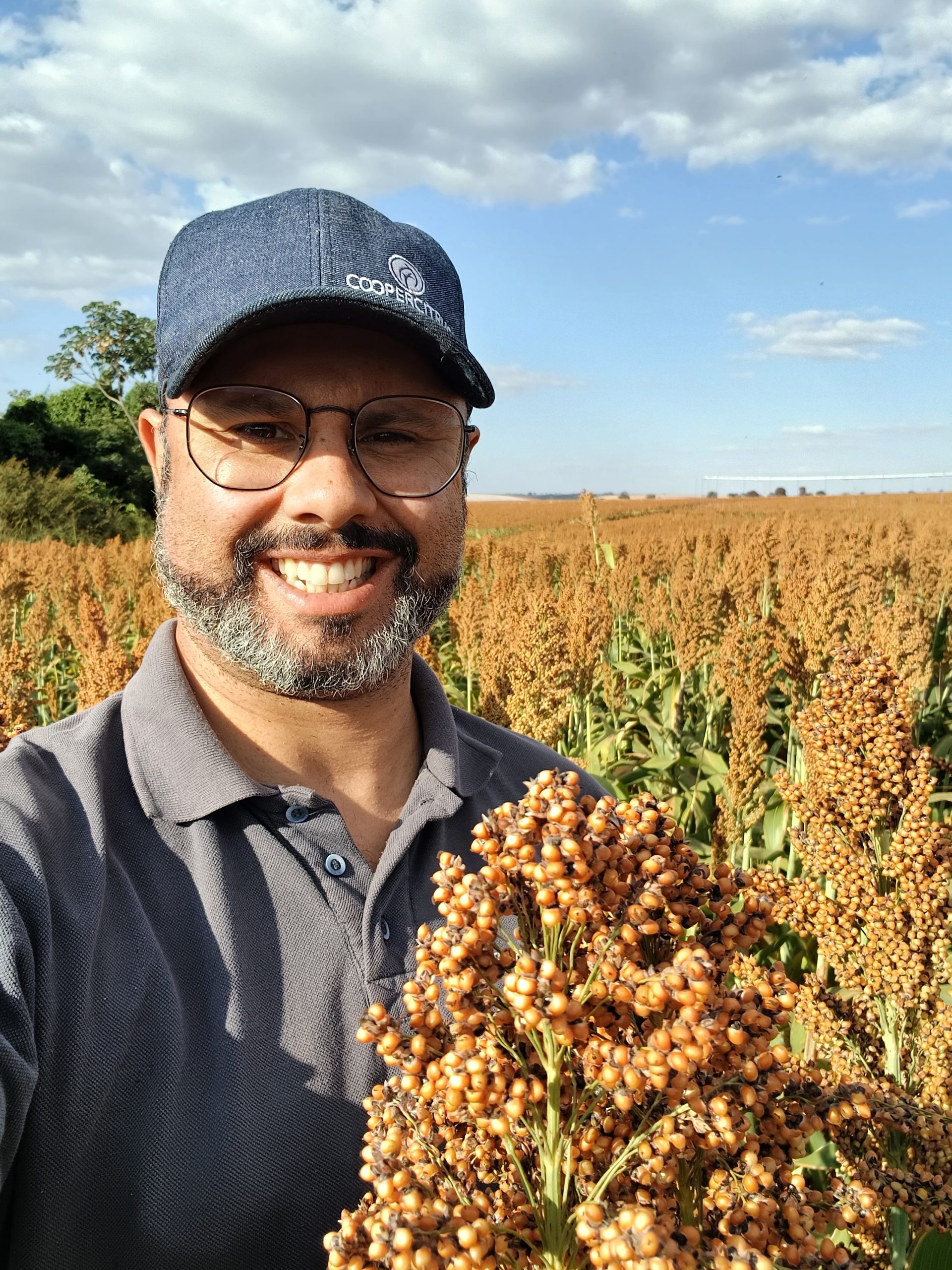 Sorgo: Alternativa rentável, segura e sustentável